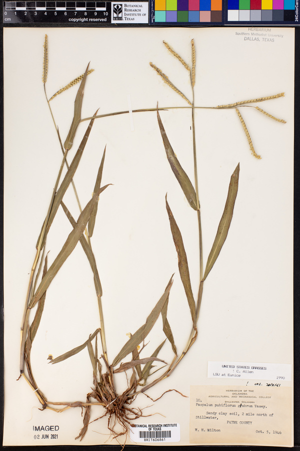 Paspalum pubiflorum image