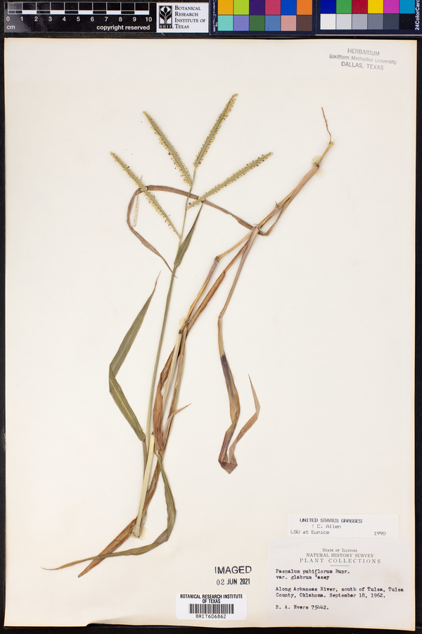 Paspalum pubiflorum image