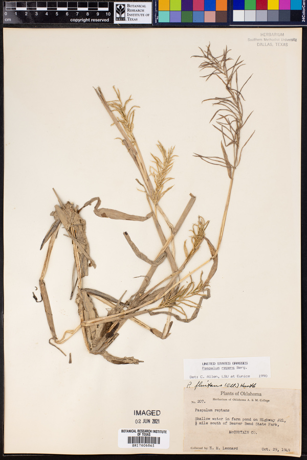 Paspalum repens image