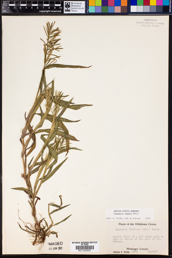 Paspalum repens image