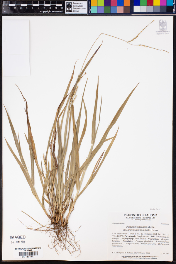 Paspalum setaceum image