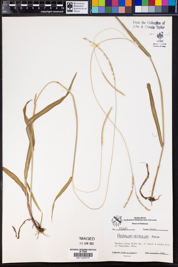 Paspalum setaceum image