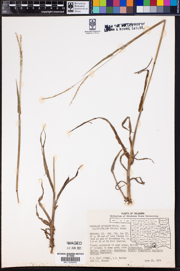 Paspalum setaceum image