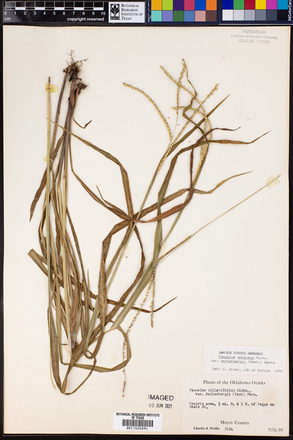 Paspalum setaceum var. muhlenbergii image