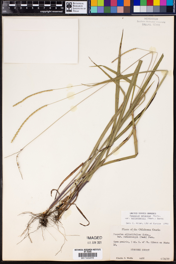 Paspalum setaceum var. muhlenbergii image