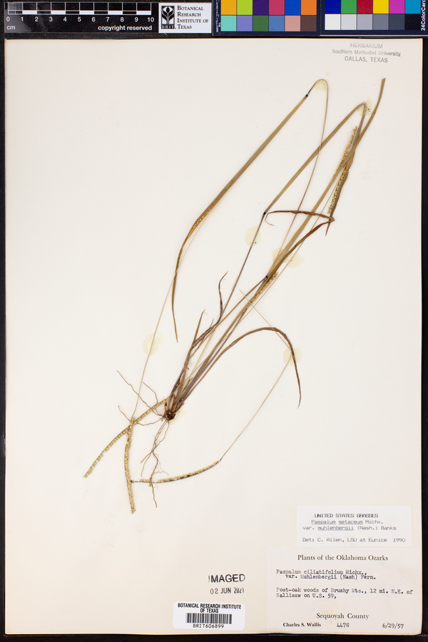 Paspalum setaceum var. muhlenbergii image