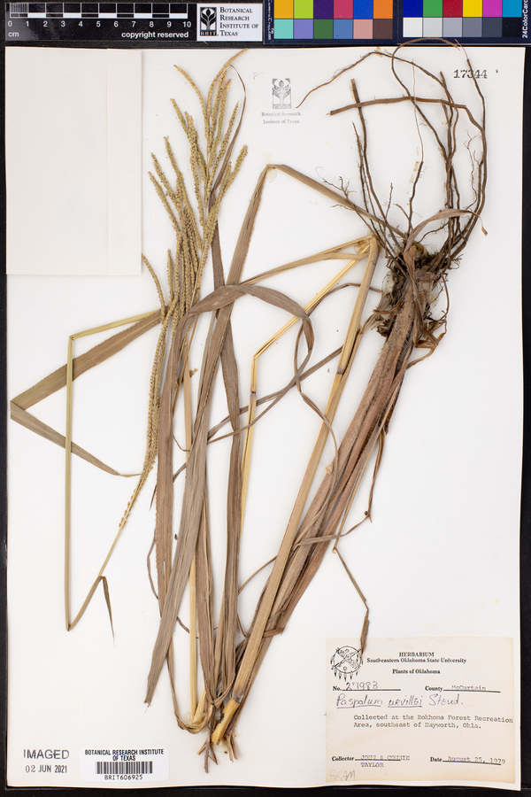 Paspalum urvillei image