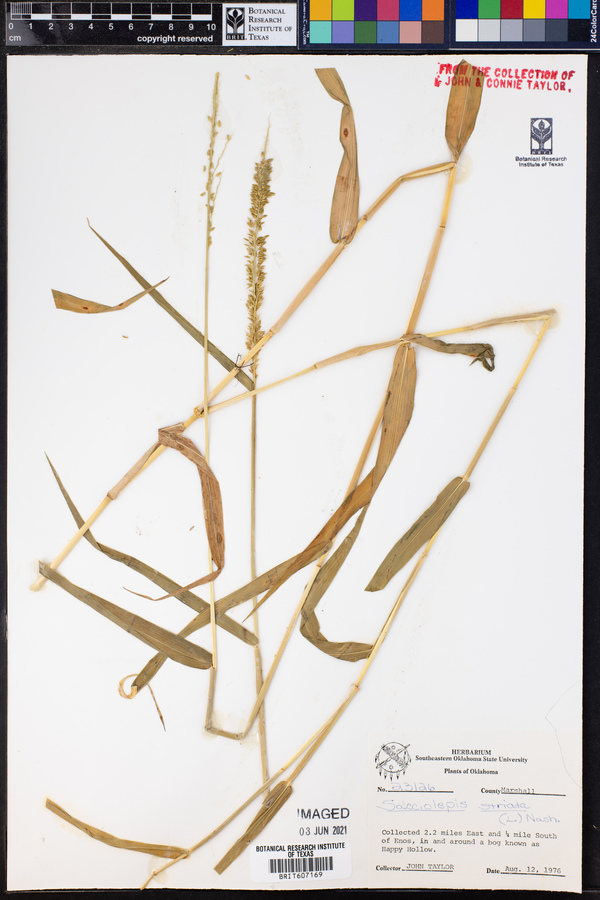 Sacciolepis striata image
