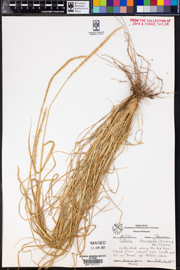 Setaria leucopila image