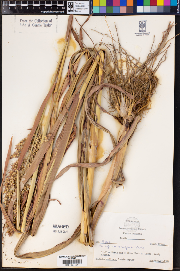 Sorghum bicolor subsp. bicolor image