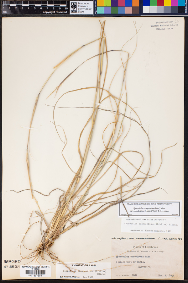 Sporobolus compositus var. clandestinus image