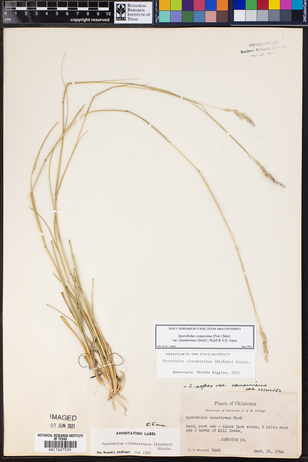 Sporobolus compositus image