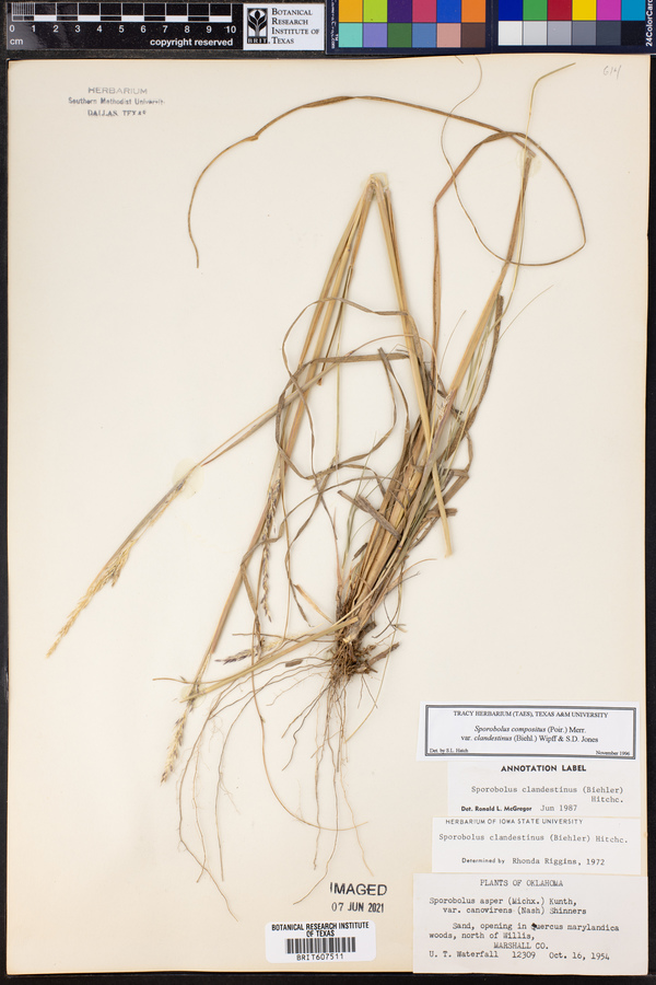 Sporobolus compositus image