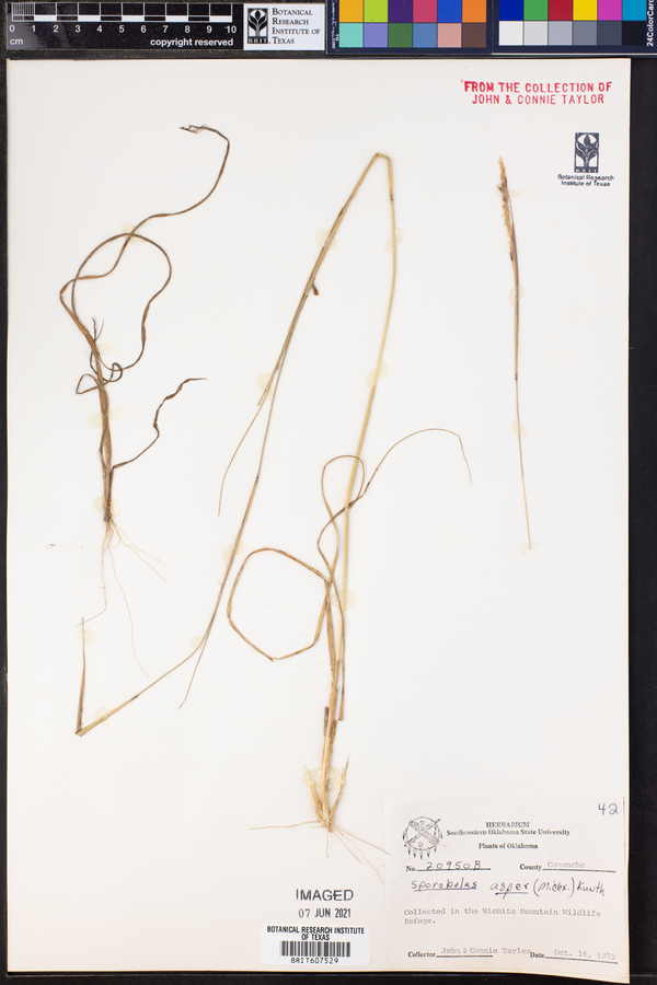 Sporobolus compositus var. compositus image