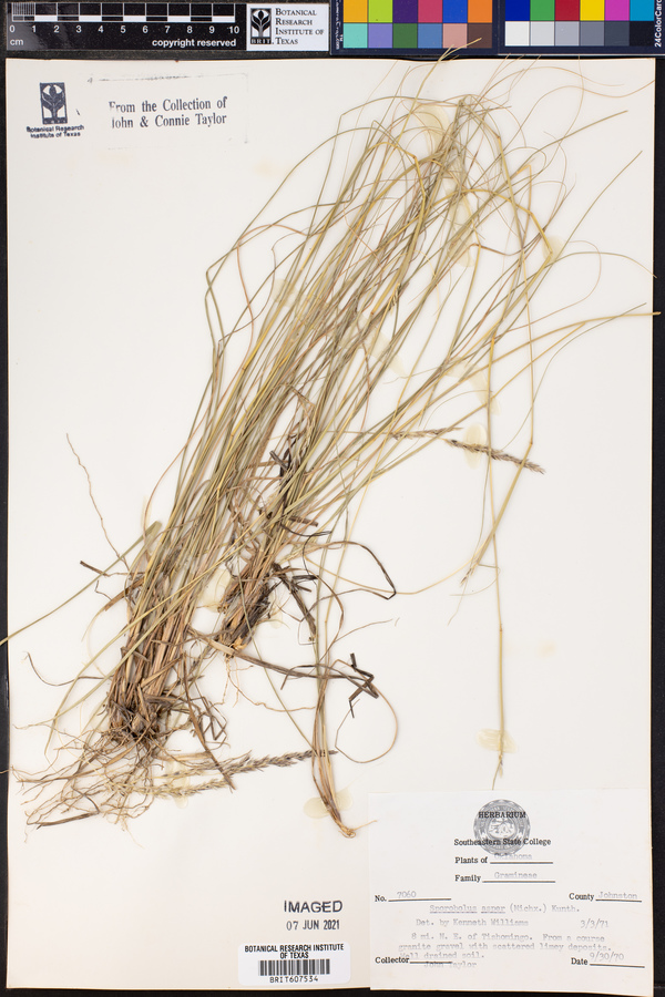 Sporobolus compositus var. compositus image