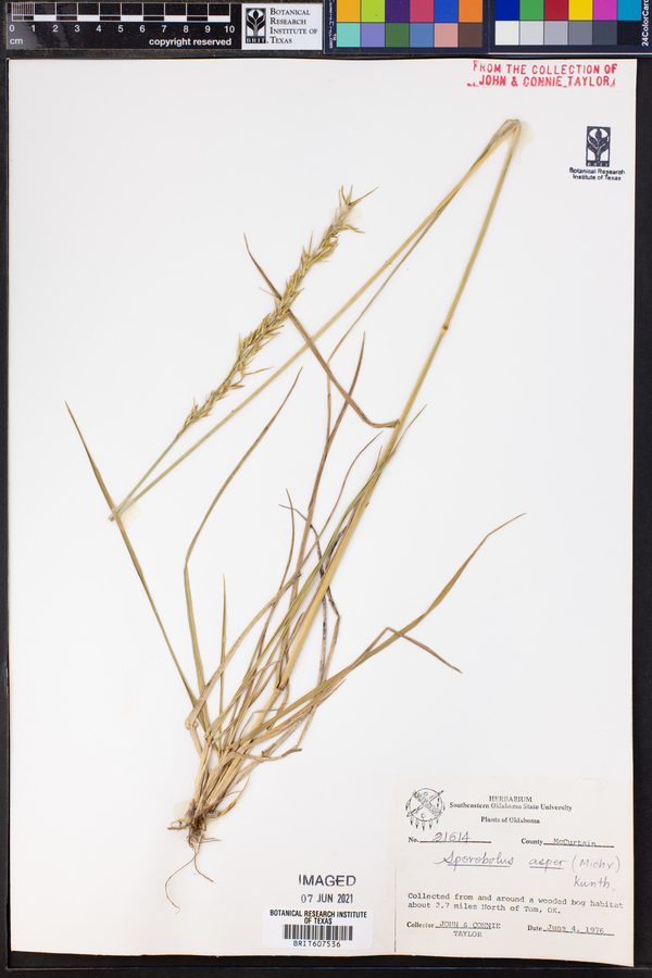 Sporobolus compositus var. compositus image