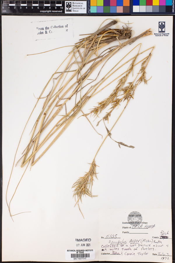 Sporobolus compositus var. compositus image