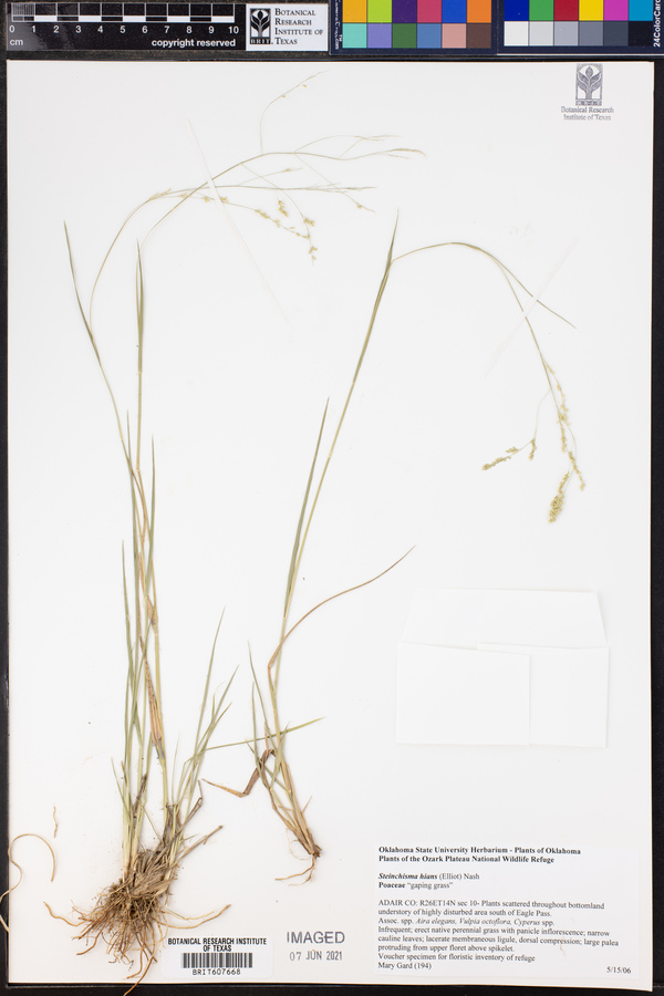 Steinchisma hians image