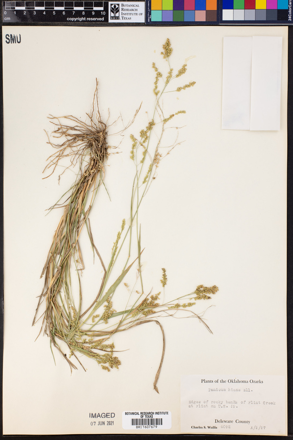 Panicum hians image