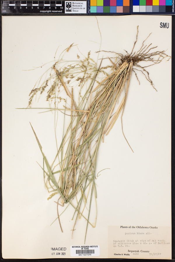 Panicum hians image