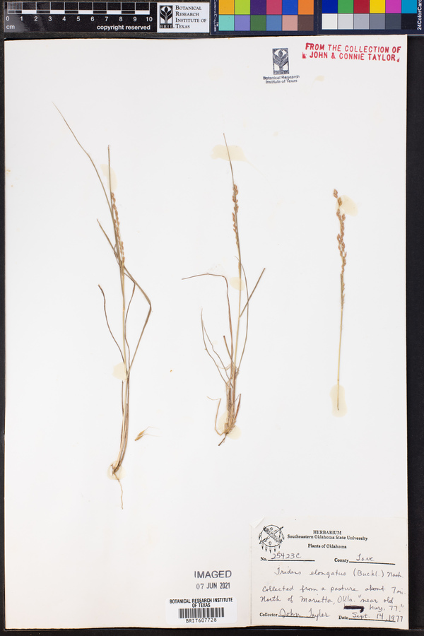 Tridens muticus var. elongatus image