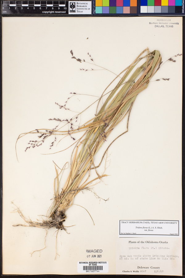 Tridens flavus var. flavus image