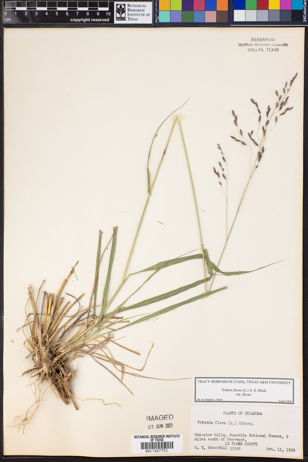 Tridens flavus image