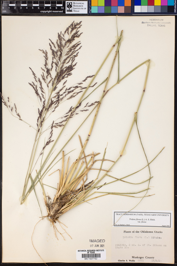 Tridens flavus image