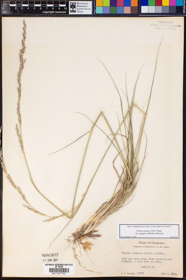 Tridens muticus var. elongatus image