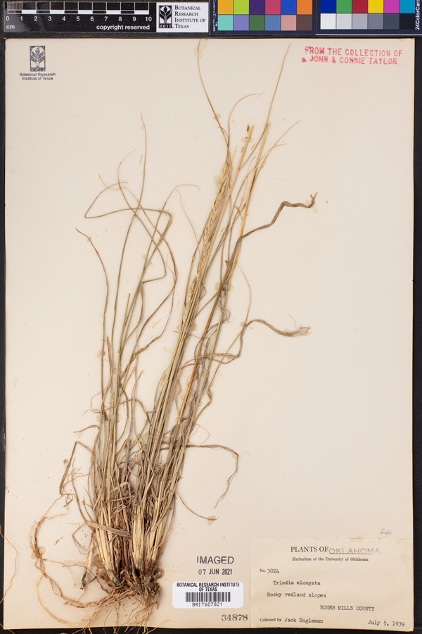 Tridens muticus var. elongatus image