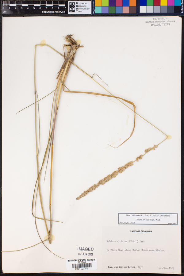 Tridens strictus image