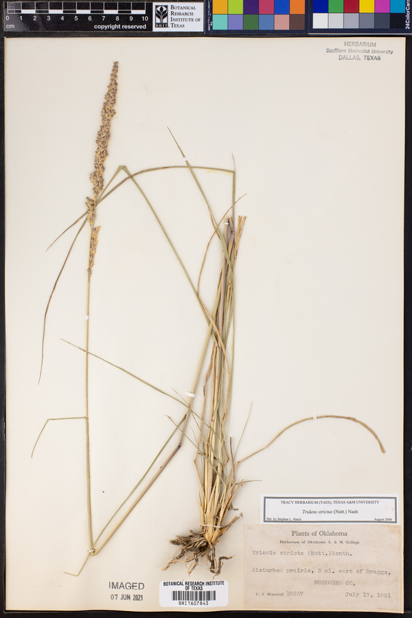 Tridens strictus image