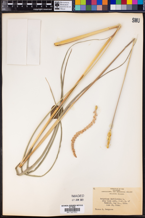 Tripsacum dactyloides image
