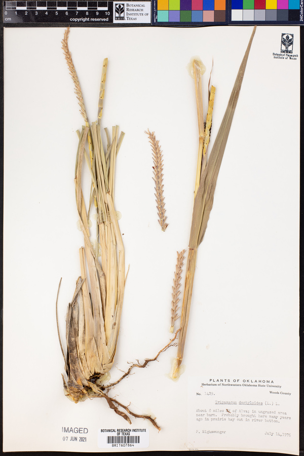 Tripsacum dactyloides image