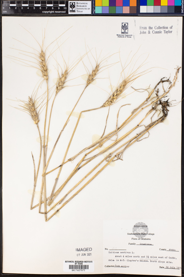 Triticum aestivum image