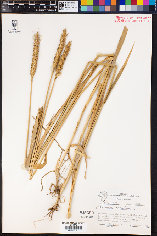 Triticum aestivum image