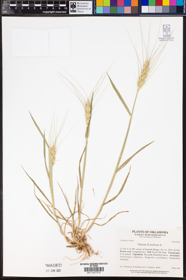 Triticum aestivum image