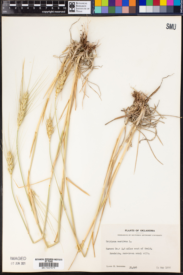 Triticum aestivum image