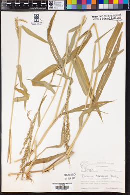 Urochloa texana image