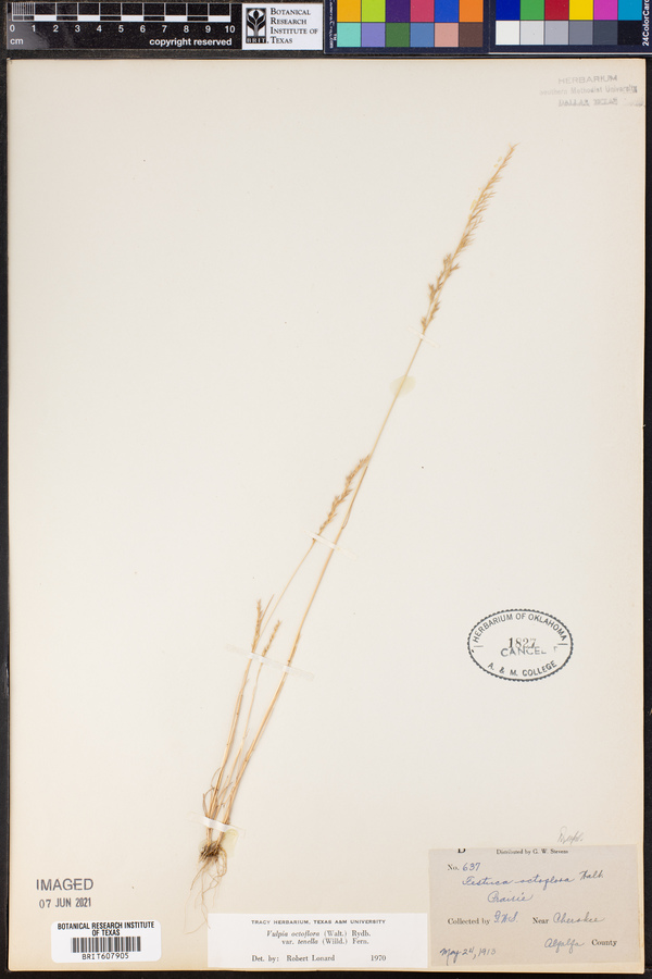 Vulpia octoflora var. glauca image