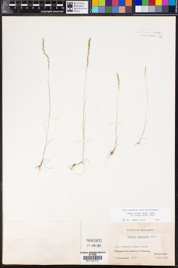 Vulpia octoflora var. glauca image
