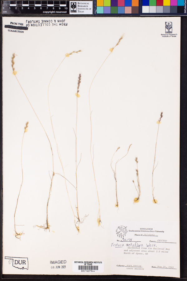 Vulpia octoflora var. octoflora image