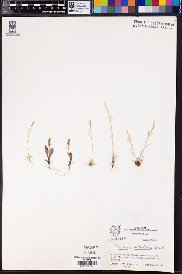 Vulpia octoflora var. octoflora image
