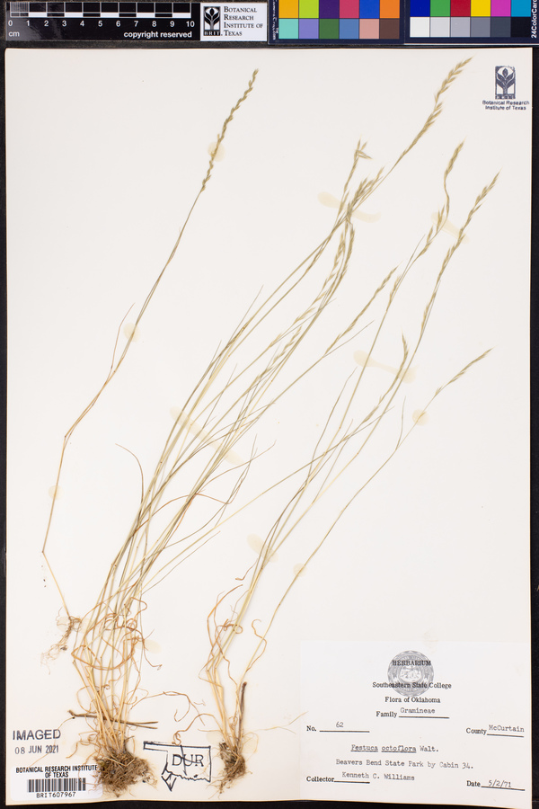 Vulpia octoflora var. octoflora image