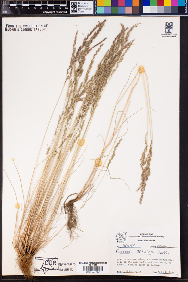 Festuca sciurea image