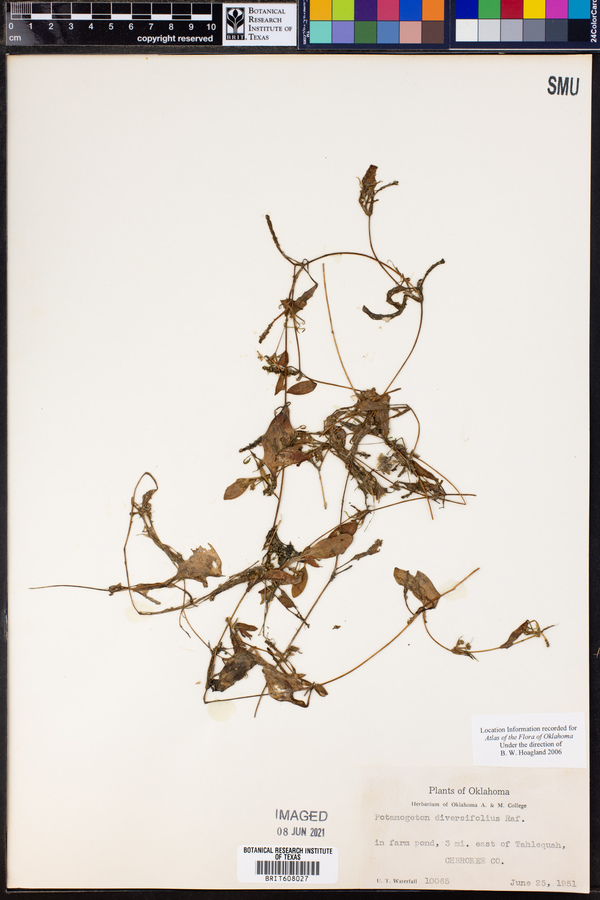 Potamogeton diversifolius image