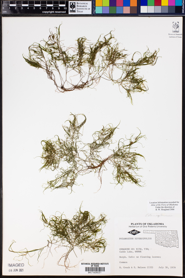 Potamogeton diversifolius image