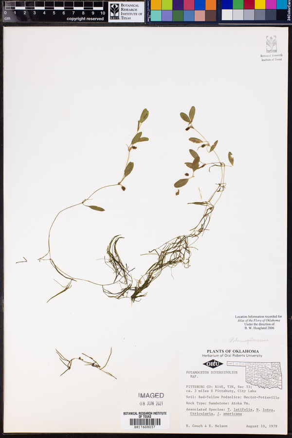 Potamogeton diversifolius image