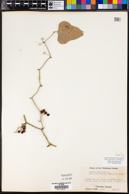 Smilax bona-nox var. hederifolia image