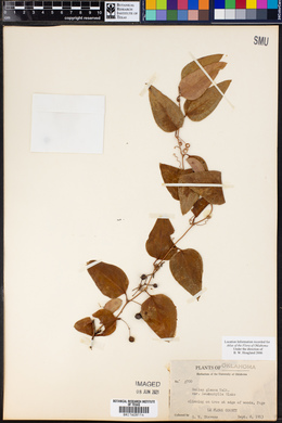 Smilax glauca var. leurophylla image